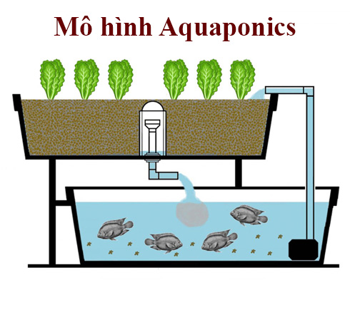 Mô hình Aquaponics là gì? (Chi tiết) 39