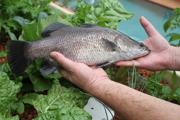 Cá tăng trưởng nhanh, an toàn aquaponics