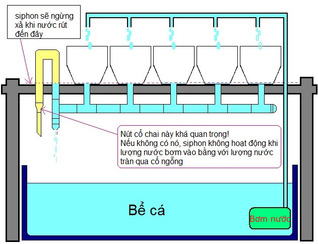 Hướng dẫn làm hệ thống Aquaponics tại nhà - Nhà Đẹp Số (5)