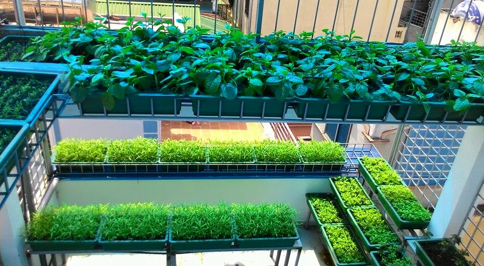 Hướng dẫn làm hệ thống Aquaponics tại nhà - Nhà Đẹp Số (2)