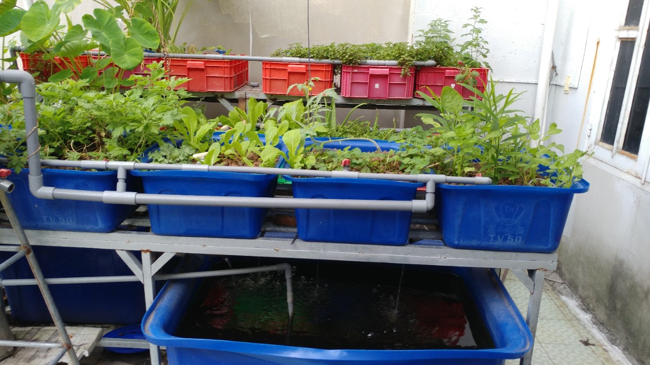 Hướng dẫn làm hệ thống Aquaponics tại nhà - Nhà Đẹp Số (3)