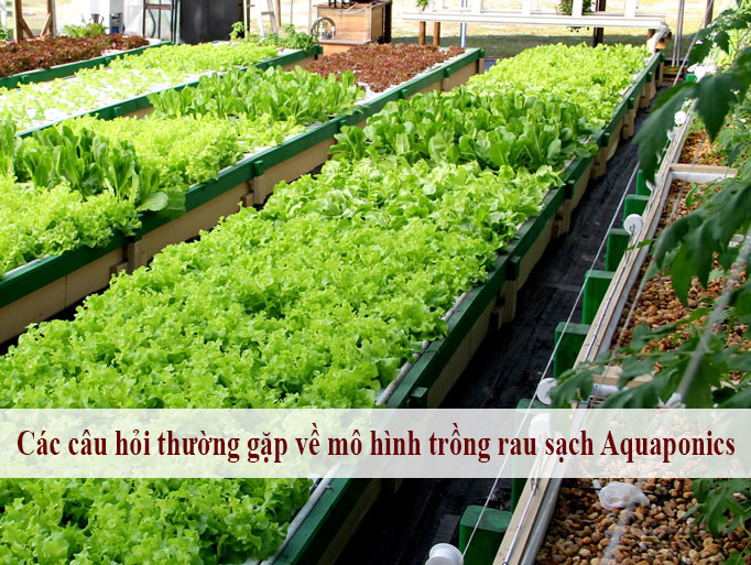 Các câu hỏi thường gặp về mô hình trồng rau sạch Aquaponics