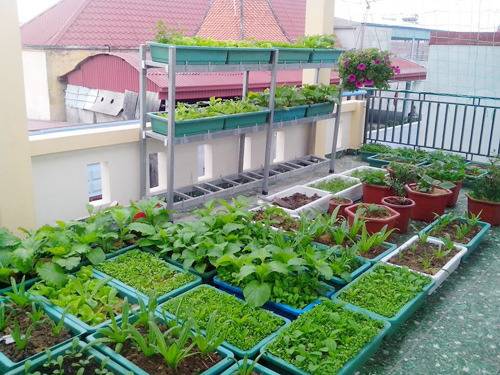 Cách chăm sóc rau sạch trên mô hình Aquaponics - Nhà Đẹp Số (4)