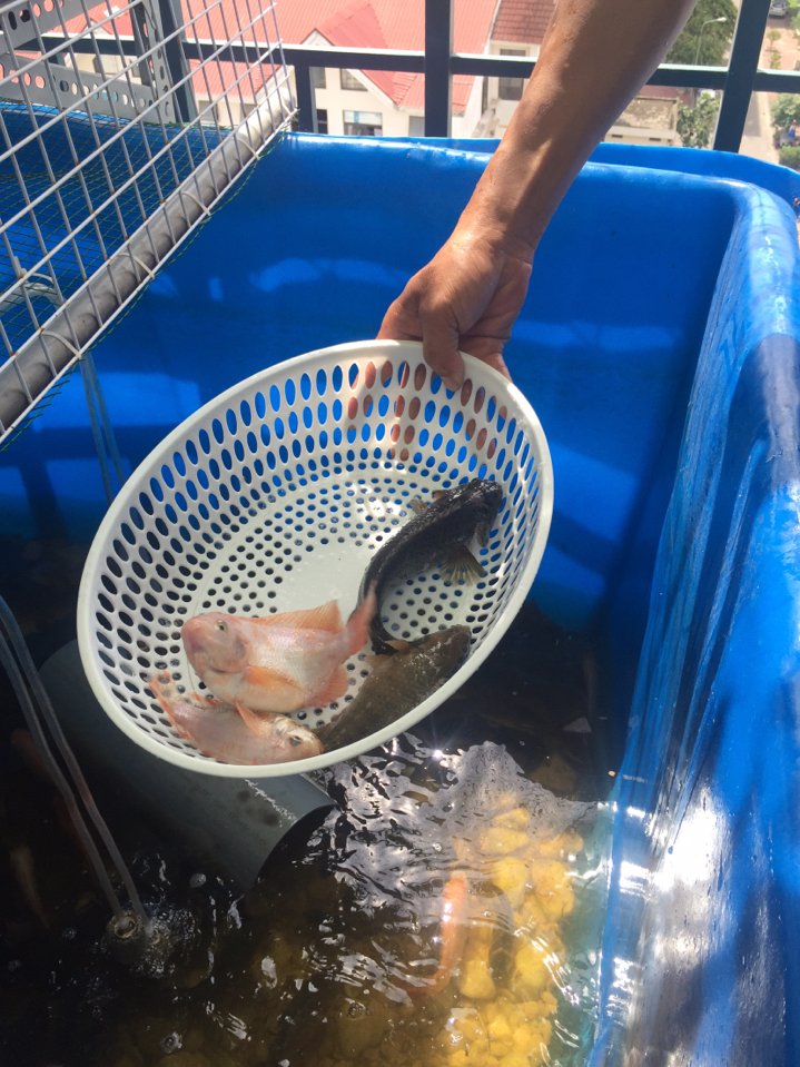 Chu kỳ kiểm tra hệ thống Aquaponics - Nhà Đẹp Số (3)