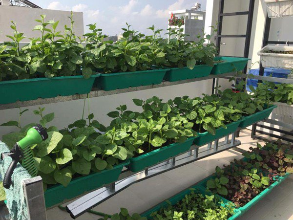 Trồng rau sạch trên sân thượng với mô hình Aquaponics - Nhà Đẹp Số (1)