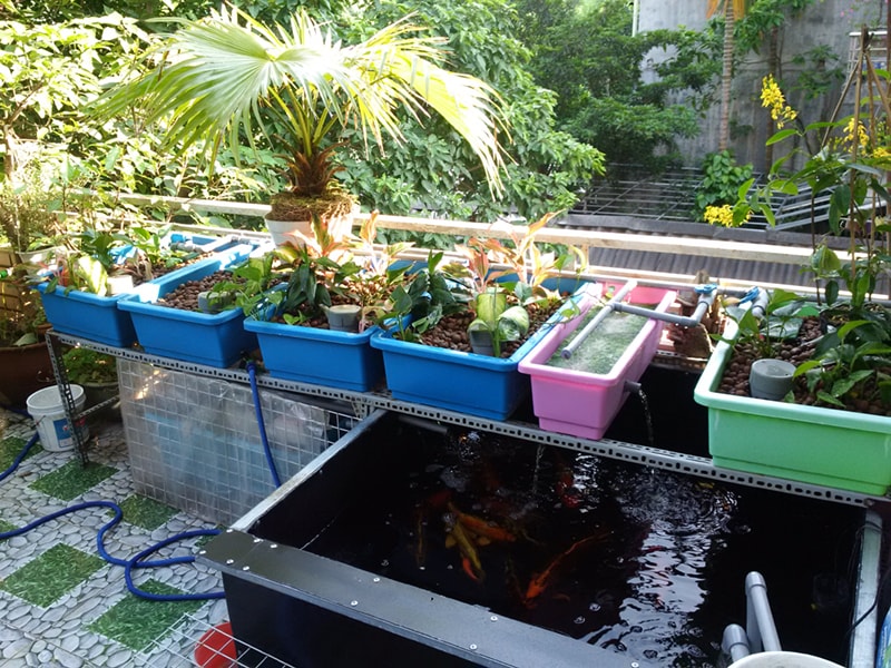 Trồng rau sạch trên sân thượng với mô hình Aquaponics - Nhà Đẹp Số (2)