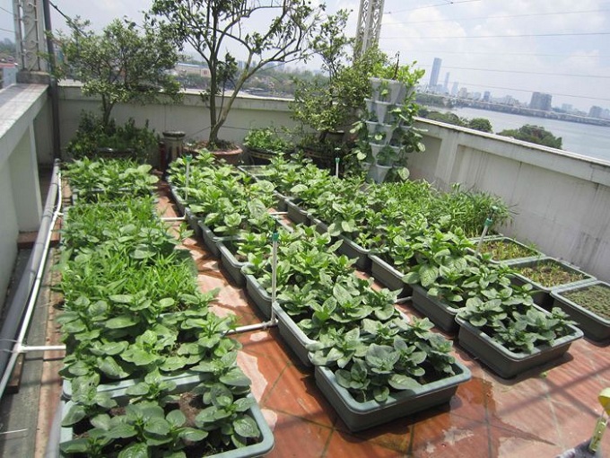 Trồng rau sạch trên sân thượng với mô hình Aquaponics - Nhà Đẹp Số (3)