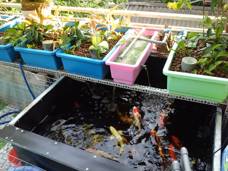 Trồng rau sạch trên sân thượng với mô hình Aquaponics - Nhà Đẹp Số (4)