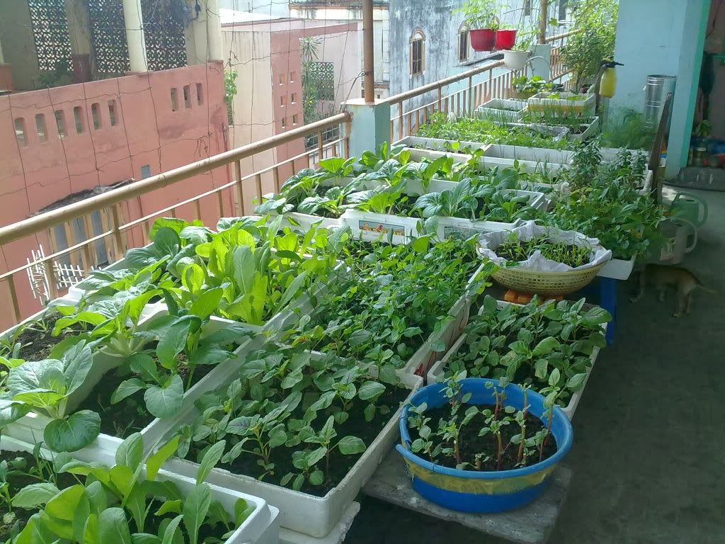 Trồng rau sạch trên sân thượng với mô hình Aquaponics - Nhà Đẹp Số (5)