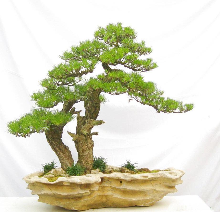 Sưu Tập Những Cây Bonsai Đẹp Nhất Việt Nam Và Trên Thế Giới 22