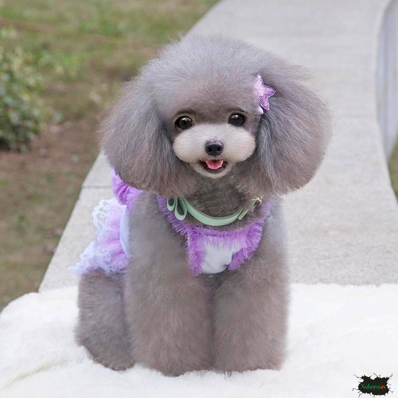 Bộ Sưu Tập 50+ Hình Ảnh Chó Poodle Cute, Dễ Thương Đẹp Nhất 23