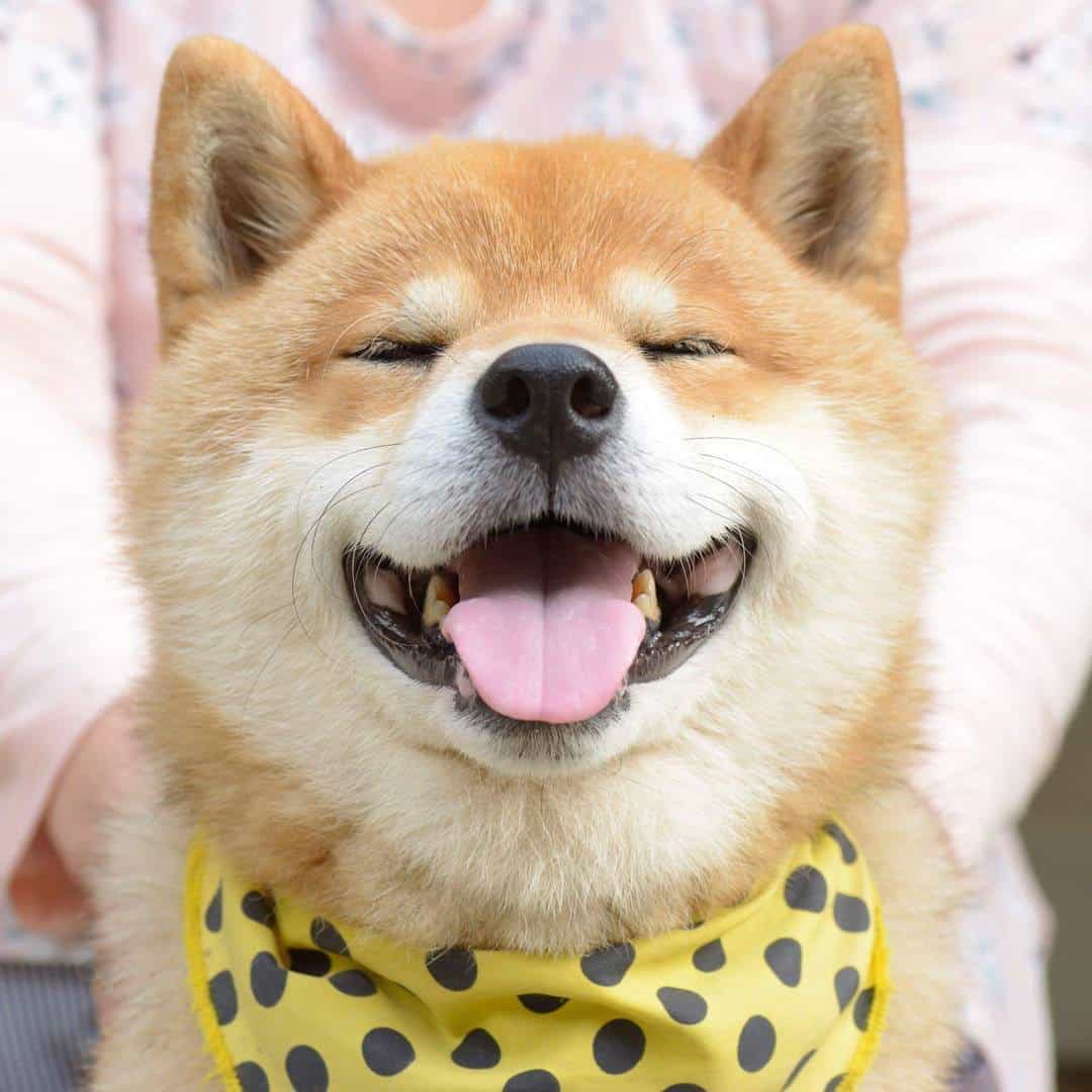 Đắm Chìm Với 99+ Hình Ảnh Chó Shiba Cute Ngốc Nghếch Đáng Yêu 26